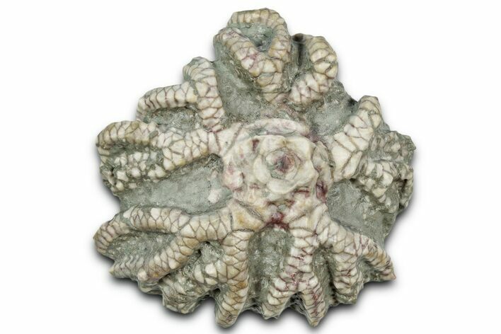 Fossil Crinoid (Stellarocrinus) Crown - Illinois #352039